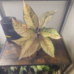 6 " Aglaonema Frozen 