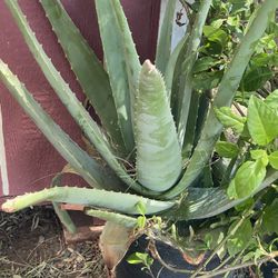 Aloe