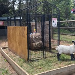 Chicken Coop / Dog Pen