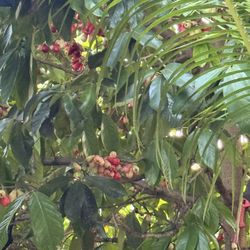 Malaysian Apple/Pomerac/Jamaican Apple