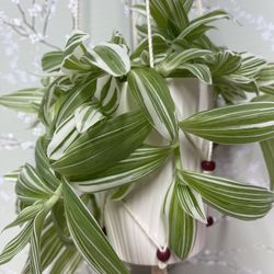 💝🛍️Tradescantia Albiflora Variegated Easy To Care House Plant In Beautiful Textured Pot 5”H.