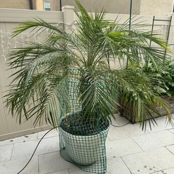 Two Palm Trees 5ft Tall In Ceramic Pot 