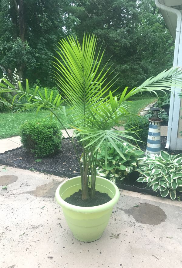 5 FT. TROPICAL MAJESTY PALM TREE LIME GREEN CONTAINER for Sale in