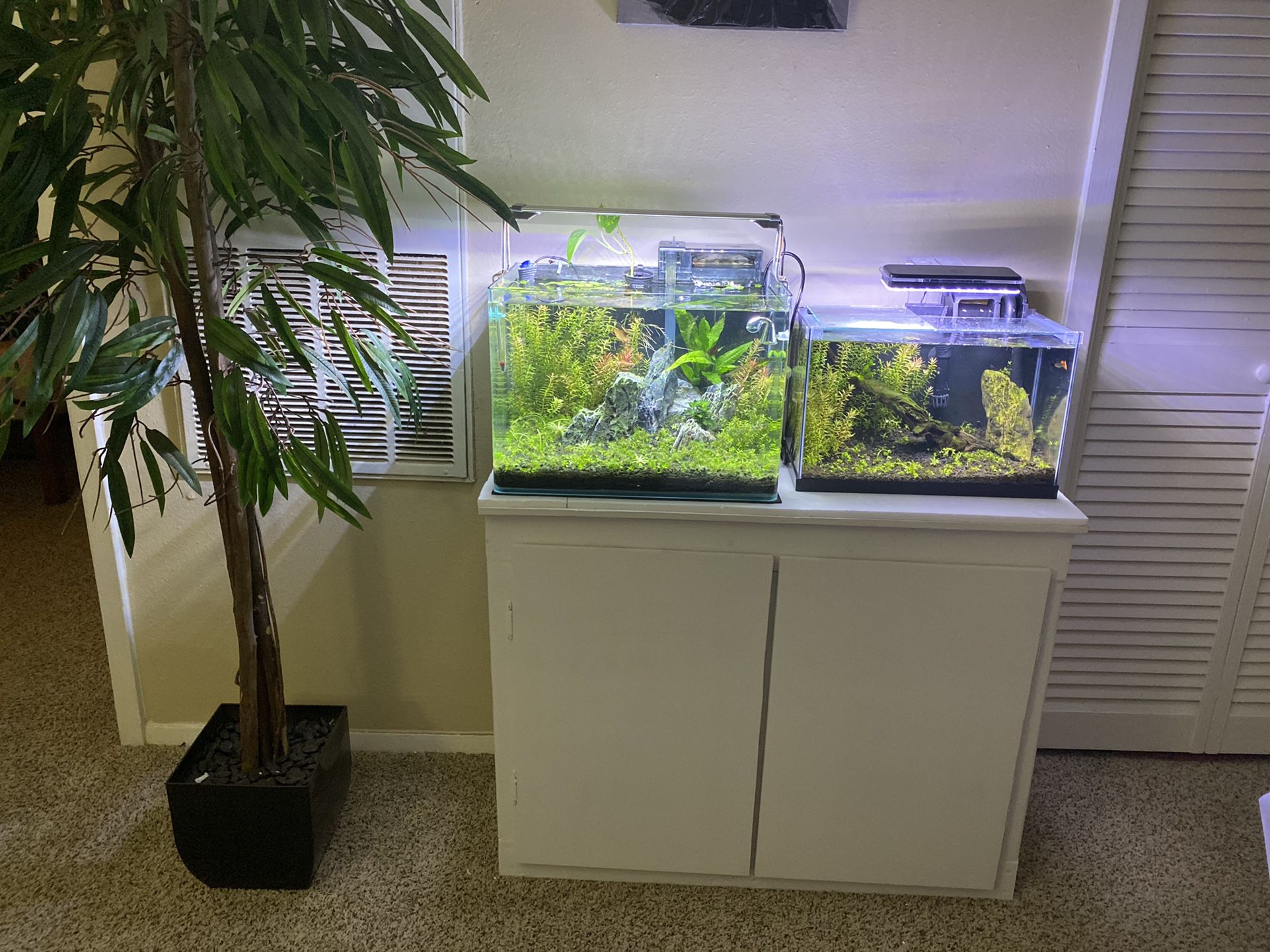 fish tanks 