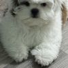 Jose