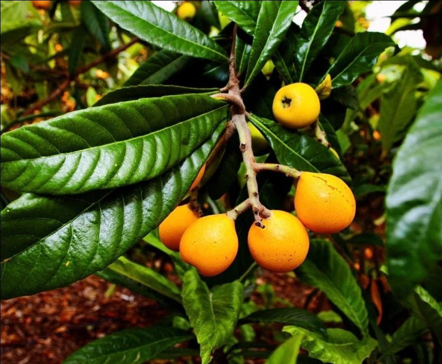 $7 loquat plant