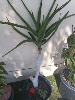 Aloe Hercules
