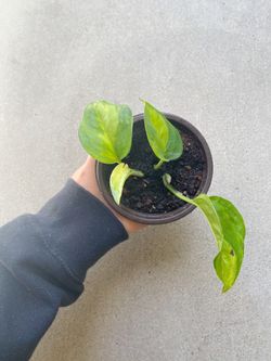 Global Green Pothos