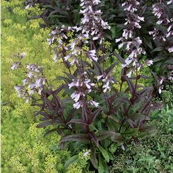 Bearded Tongue Perennial 