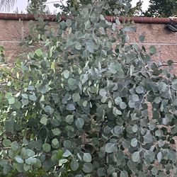Eucalyptus Branches Freshly Cut From Tree When You Arrive 