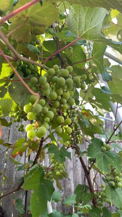 Green sweet grapes