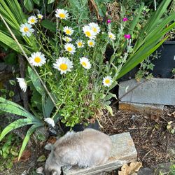 Shasta Daisy and Rose Champions 