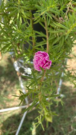 Rallito De Sol Plant