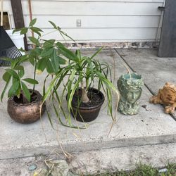 Potted Plants, Head Planter & Frog Statue
