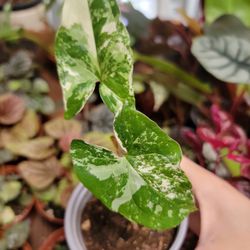 Syngonium Albo Variegated Plant 4" 
