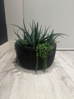 Outdoor Plant