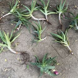 Aloe Plants (3 Sizes)
