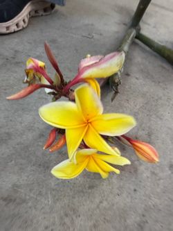 Cutting plumeria