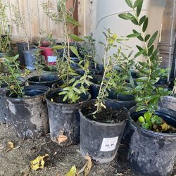 Olive Trees About  1 Foot Tall $10 Each