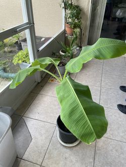 Banana Tree