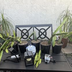 Rooted Dragon Fruit Plants