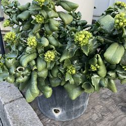Kalanchoe Plants 
