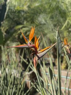 Birds Of Paradise, Chino