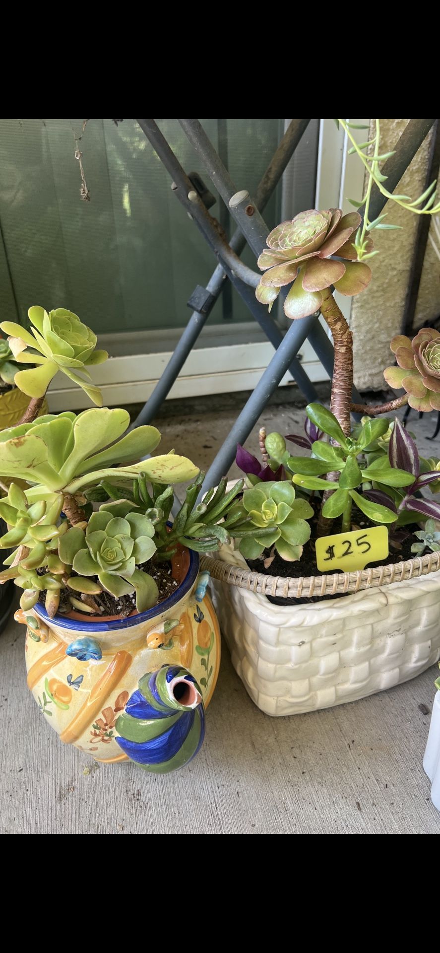 Many Beautiful Succulents