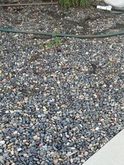 Free Small River rocks