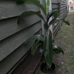 Large Green Plant