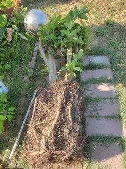 Oi xa li Vietnam crunchy Guava Tree 10+ yrs