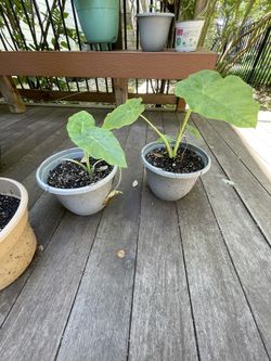 Elephant Ear Plants