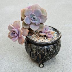 Succulents plants 🪴