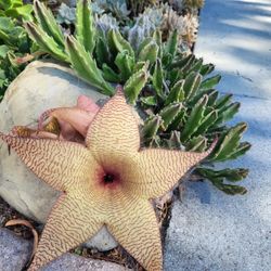 Stapelia gigantea Star Fish Succulent 6” Pot , no Flower Just Plants 