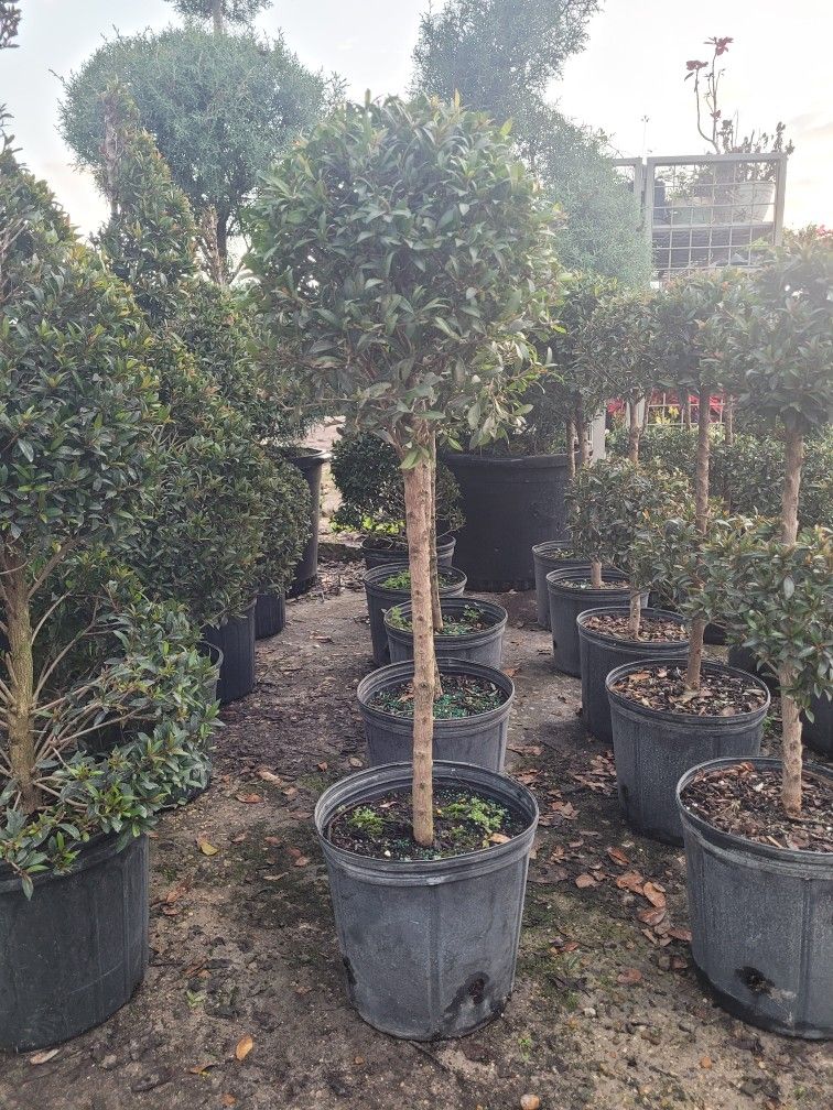 Topiaries Small