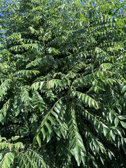 Curry Leaves