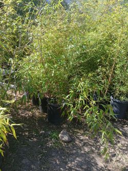 50.; 15 gall .tropical big plants