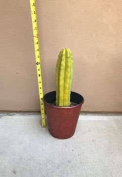 Cactus