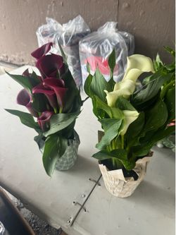 4” lily fresh plants