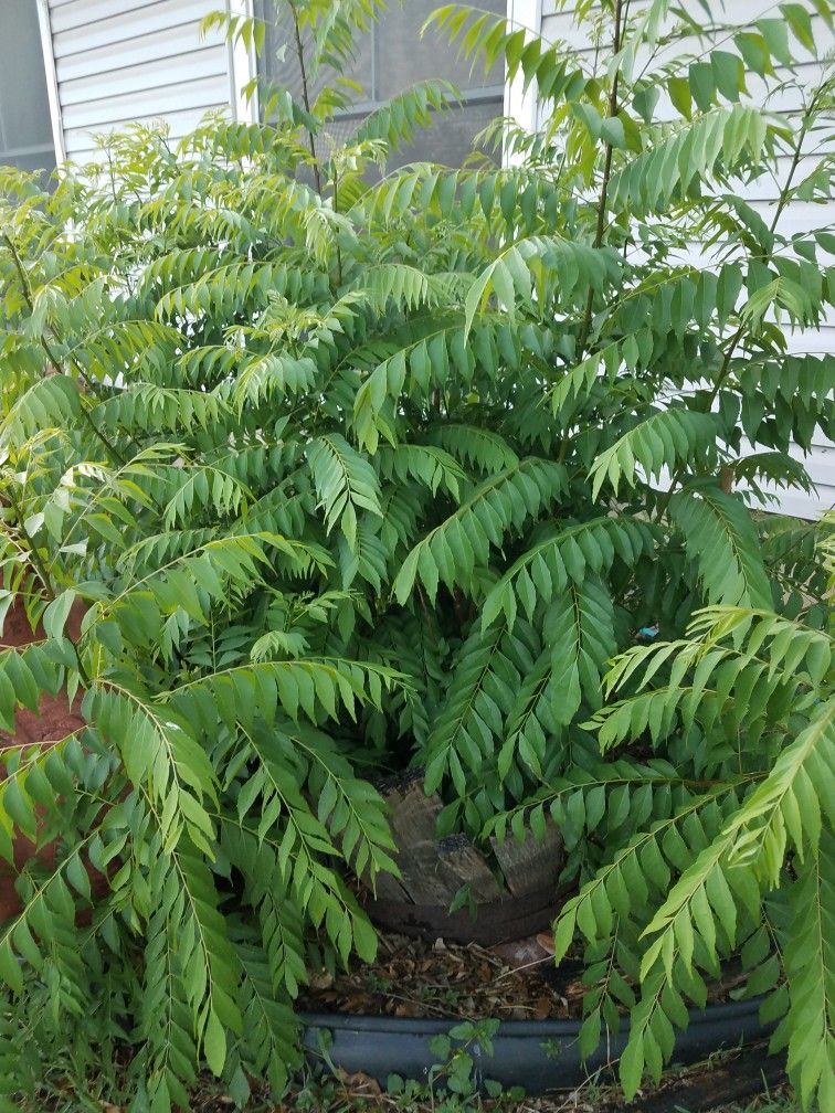 Curry Leaf Tree Leaves Murraya koenigii Kari Patta, Kari Bevu