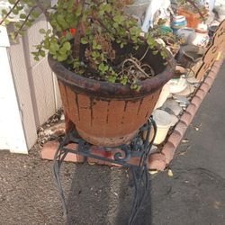 Plant, Pot and Stand