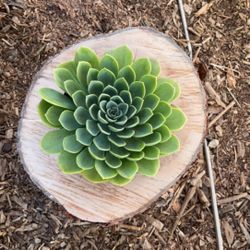 Planters Carved Out Of Logs