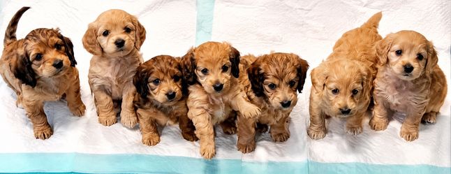 Mini Long Hair Daschunds!!!