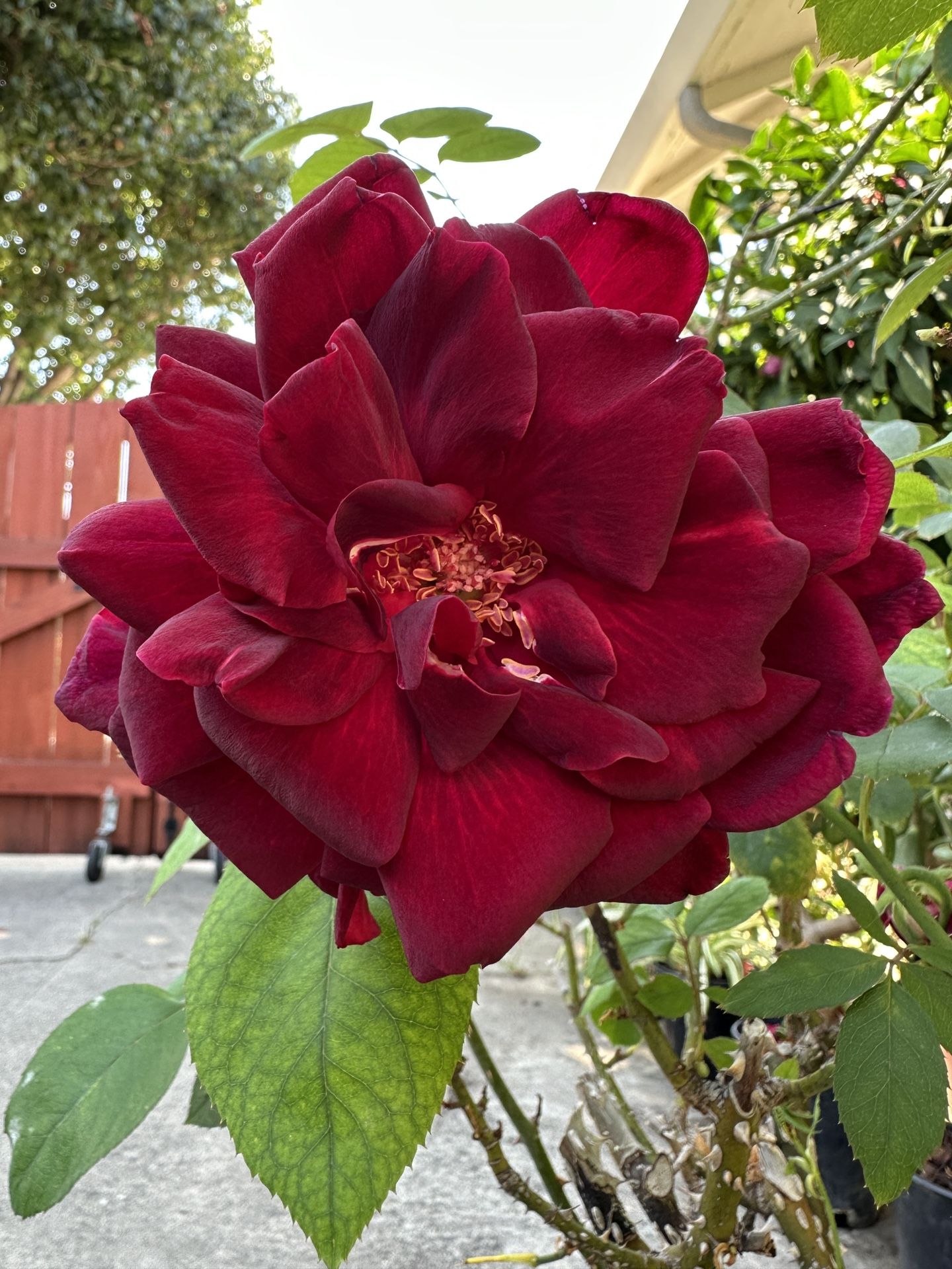 Red Rose With Fragrance