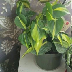 Plant 