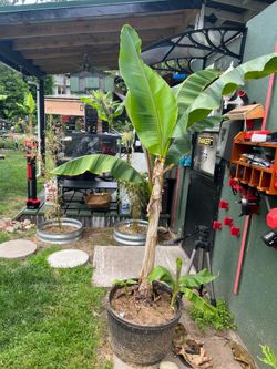 Banana Plants (2)