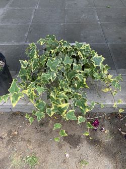 Outdoor Plant 