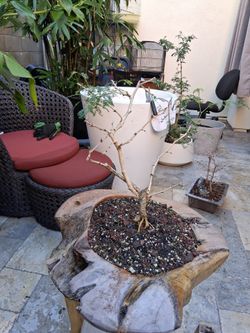 Bonsai in round pot