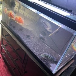 Fish Tank 