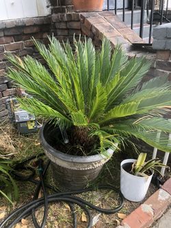 Sago Plant